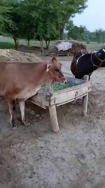 Jersey Friesian Heifer: Dairy Farming Insights