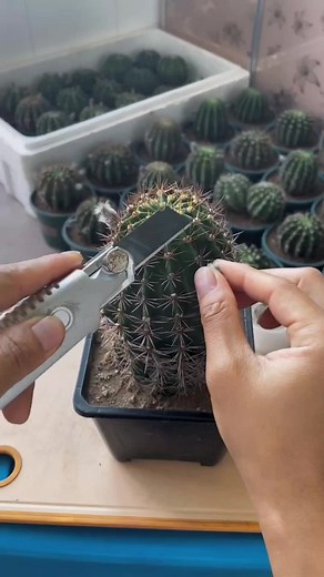 ghép xương rồng trên thân echino #tuyếtđoan #xuongrong #gửi #vườntết #yêuhoa #hoadep #hoa #trongcay #lamvuon #thiennhien #xuongrongechino #xuongronglobi #liphop #xanh #xuhuong #Hà Nội #hồ chí minh #Sài Gòn #đà Nẵng #tôiyeuvietnam #daihocbachkhoa #câycây #yeucay #tichcuc #anhtôi #kiến trúc #vuotgiangkho #xuongrongNopal #xuongrongmexico #anxuongrong #tronghoa #hoadep #yêuhoa #thegioihoaxuongrong #xuongrongvietnam #manhmenhuxuongrong #tinhanoi #trongcay #thugian #yeudoi #xuongrongholy