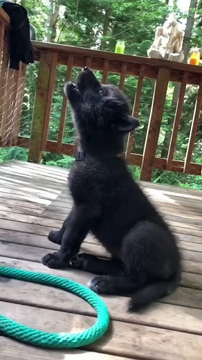 164K views · 8.1K reactions | Baby Enapay howling back at the rest of the pack  #reelsfb #wolfdogcommunity #animalslover #dog #animal #wolves #virals #wolf #animalsofinstagram #wolfman | Wolf Lover | Facebook