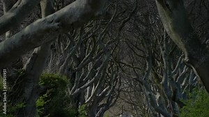 Famous Dark Hedges in Northern Ireland - travel photography - Ireland travel photography