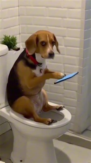 Les animaux sur les réseaux sociaux : scrollent aussi !