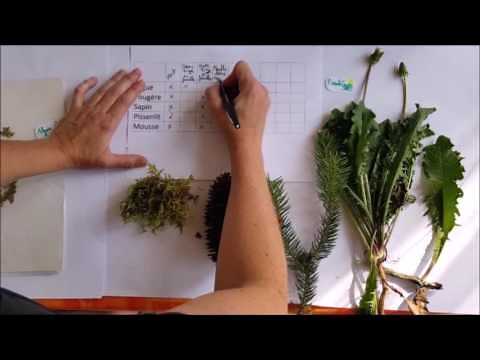 How to classify plants (CM1/CM2/6th grade)
