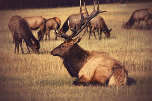 Remembering The Largest Elk In Minnesota: A Tale Of Hunting Glory