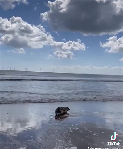 Windmill released 9.6.22 🌊 The team from the Windmill restaurant in Burgh-le-Marsh came to help us release our lovely girl Windmill She was rescued at Gibraltar point and had what looked like bite wounds on her rear flippers 🤕 she looked to be approximately a week old which unfortunately meant she had been orphaned and was therefore a little underweight too. Nothing our rescue team can’t fix! After cleaning her up she moved on through our system easily 🥳 As you can see it was a lovely day for
