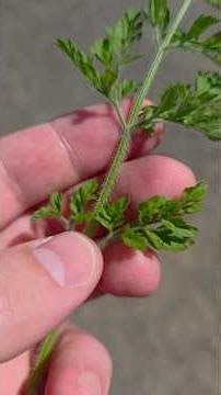Foraging Wild Carrot #survival #foraging #camping