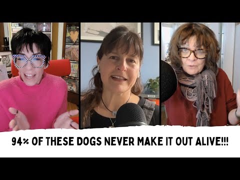 Uncovering the Truth Behind Lab Dogs with Author Melanie Kaplan
