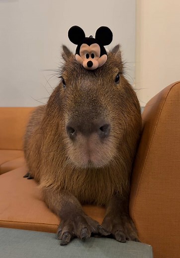 Capybara: The Friendliest Animal at Cafe Capyba