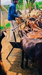 Truck bhar ke le jao #rooftop #goat #farming #facts #business | Farming at Rooftop