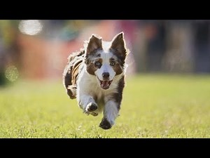 3 signs you might have an Australian Shepherd dog