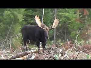Moose down 54” archery live footage unedited ! 2024 Northwestern Ontario