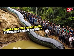 Inilah Wujud Ular Raksasa 80 Meter Di Pedalaman Hutan Kalimantan!! Banyak Warga Melihatnya Langsung