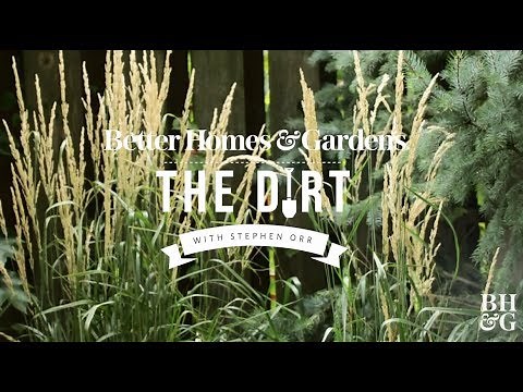 Ornamental Grasses | The Dirt | Better Homes & Gardens