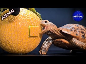 ASMR Mukbang Eating Melon 🍈 Turtle Tortoise 82
