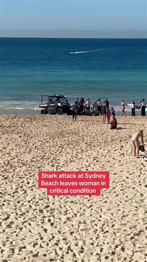 Coogee Beach shark attack: swimmer critically injured, beaches closed