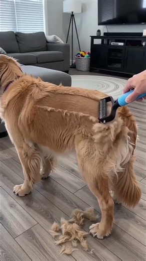 Before & After Using This Pet Hair Remover