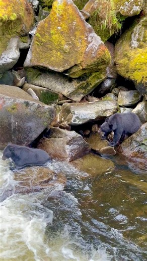 How many black bears do you count? Anan Bear Observatory, Tongass National Forest, Alaska. | Niebrugge Images