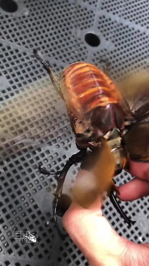 Hoy #expoterrariarepost de @enbeetlejournal・・・Sound on.Species:Megasoma elephas elephas毛象兜大兜蟲Photo/Video: @enbeetlejournal ___________________________#megasoma #megasomaelephaselphas#昆虫 #beetles #insect_perfection #クワガタ #クワガタムシ #甲蟲 #毛象大兜蟲 #甲蟲飼養 #beetlebreeding #nature #naturephotography #beetlephotography #reels #rhinobeetle #兜蟲 | Expoterraria