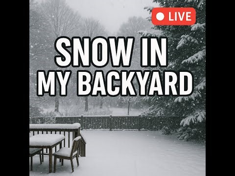 Watching The Snow In the Backyard