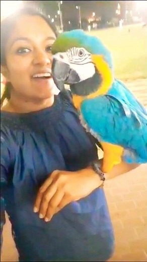 Why Blue-and-Gold Macaws are called Blue and Gold? #amazing #birds #parrot