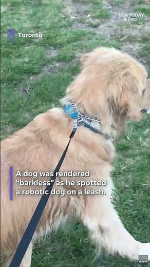 Retriever stunned by the sight of robotic dog on a leash. See the video.
