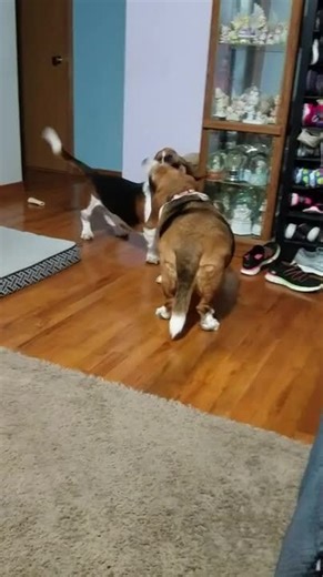 Basset Hounds Playing Together