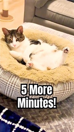 Lazy Cat Morning 🐾 Pyper Embraces Fall Vibes