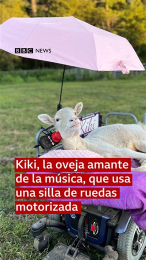 2.3M views · 90K reactions | Kiki, una oveja que nació sin poder usar...