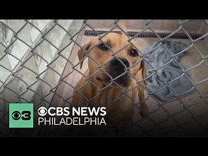 Changing the way we chose adoptable dogs | Pet Project