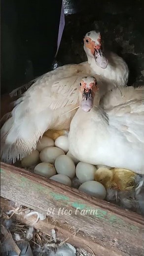 Ducklings hatch in the brooding cage of a home duck farm