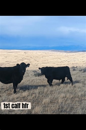 We are officially less then a month away from sale day!! Catalog is off to printer!! 🙌. Hope you all are staying warm during this cold snap!! | Redland Redbank Angus