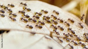 Dozens of subterranean termites, marching in a column on the surface, on a harvesting expedition. Video 3840x2160