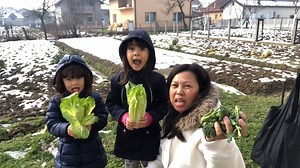 718K views · 10K reactions | We still have vegetables even with snow. Harvesting it to cook pansit for the TV crew. | Ingrid in Bosnia | Facebook