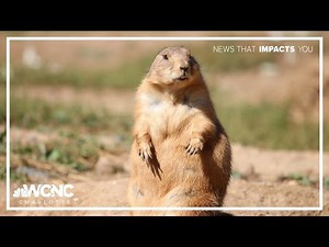 Happy Groundhog Day! Here are some facts you should know