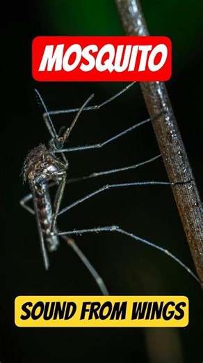 Mosquito Wings Beat 300–600 Times Per Second #shorts