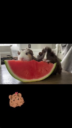 Understanding Wheeking in Guinea Pigs