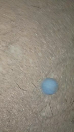 Teaching Daisy to throw the ball to me | Kelly Garner