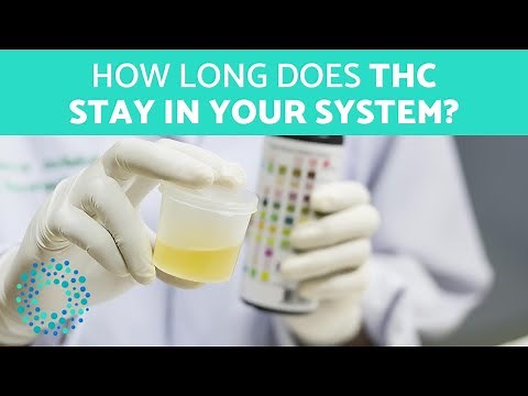 How Long Does THC Stay in Your System?