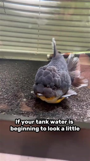 79K views · 882 reactions | Cleaning your sponge filters is super easy! One reason why I love them as filters! #fish #goldfish #aquarium | Luke’s Goldies | Facebook