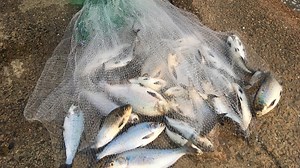 Casting for Giants – Catching Massive Shad With a Cast Net