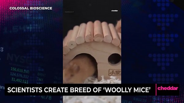 Scientists Create Breed of ‘Woolly Mice’