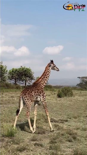 Wildlife Facts You Probably Didn’t Know While Exploring Crescent Island & Lake Naivasha