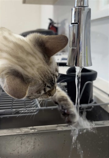 Huggy Bear on TikTok