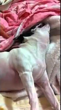 seizure? syncope? during sleep