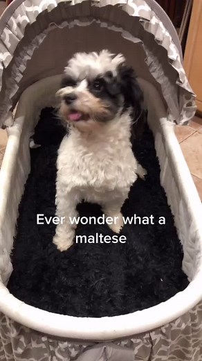 Adorable Cinnamon and Thor Puppies - Maltese Chihuahua Mix