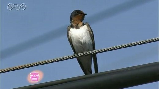 ツバメの一年 | NHK for School