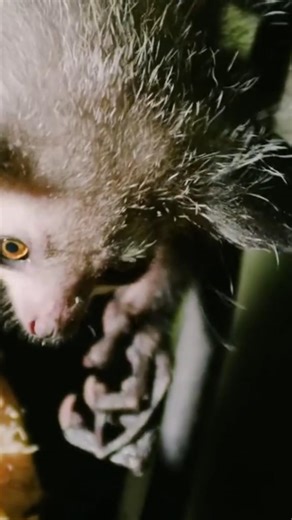 Check out these wild alien like animals #wildlife #animalfacts