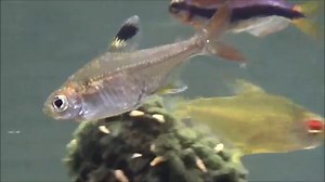 Pristella maxillaris - (Ulrey, 1894) - Chardonneret d'eau, Tetra Pristella, X-ray tetra - 09/2014
