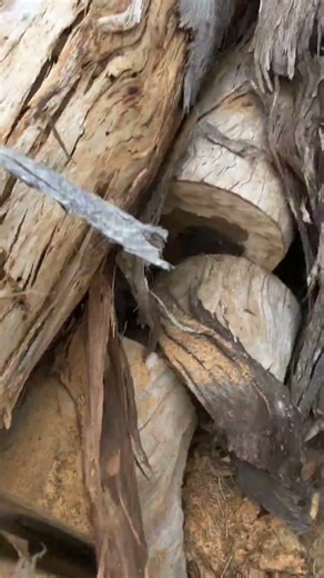 Old video from the first short posted