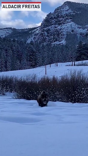 1.2M views · 679 reactions | Bison move slowly in the snow at Yellowstone National Park. | The National Desk - TND | Facebook