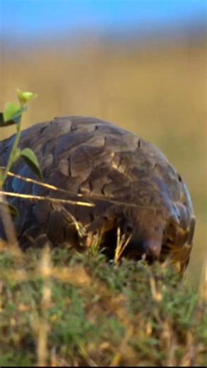 Meet the world’s only truly scaly mammal, the beautiful Pangolin. Pangolins have a flexible armour of overlapping scales made of keratin, the very same material as our fingernails. They’re equipped with powerful claws used to dig out prey and a tongue, sometimes as long as their body, to slurp up tasty termites and ants. A pangolin can consume as many as 20,000 ants in a single day! ‘Pangolin’ comes from the Malay word for ‘roller’. When threatened, it lives up to its name by rolling into a defe